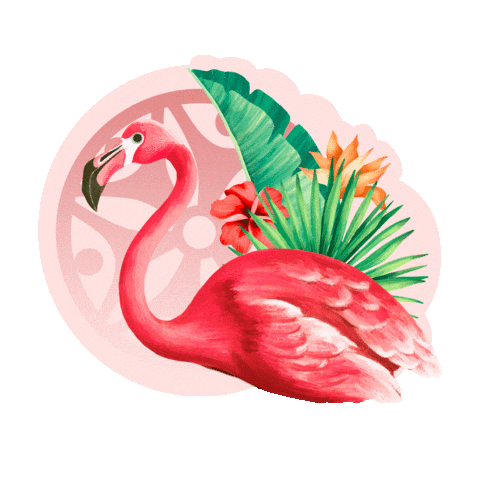 Niceriviera Sticker by Niceoficialmx