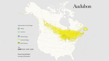 mourning warbler GIF by audubon