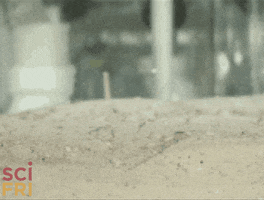 mantis shrimp GIF by Science Friday