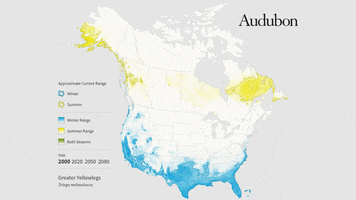 greater yellowlegs GIF by audubon