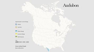 Zone-Tailed Hawk GIF by audubon