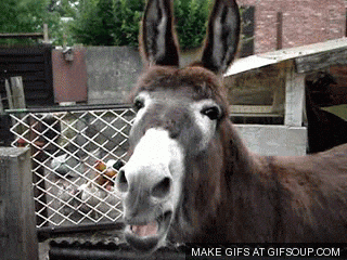 donkey GIF - donkey GIF
