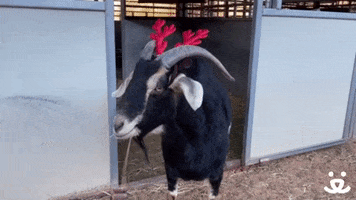 Save Them All Seasons Greetings GIF by Best Friends Animal Society