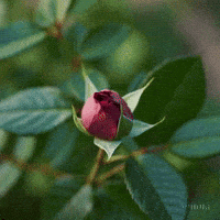 Blooming Rose Bud GIF by Maryanne Chisholm - MCArtist