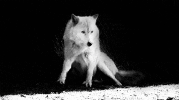 white wolf GIF