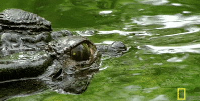 alligator chomping GIF by National Geographic Channel
