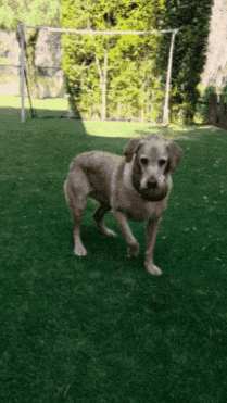 Spin Messi GIF