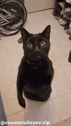 Bye Bye Cat GIF