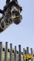 Giraffe Munching GIF by Brookfield Zoo