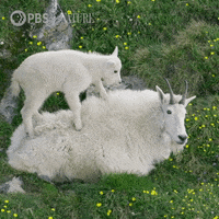 Baby Animals Goat GIF by Nature on PBS