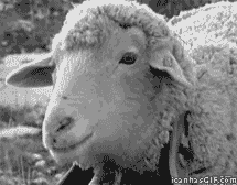Sheepz meme gif