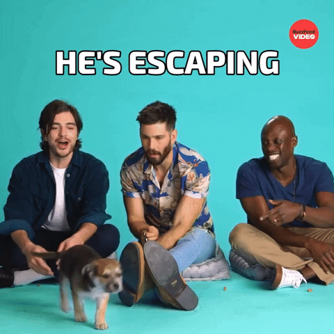 Dog Escaping GIF by BuzzFeed
