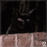Black Cat GIF by Arrow Video