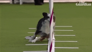 Dog Show Wow GIF by guardian