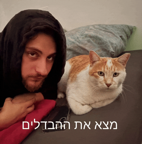 חתול GIF