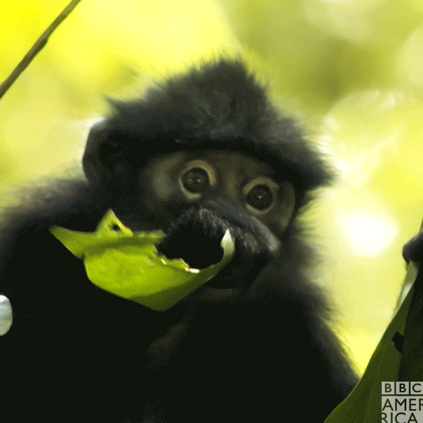 Monkey Eating GIF by BBC America