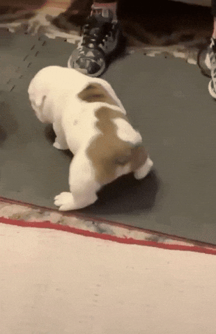 Video gif. A bulldog puppy takes uneasy steps as its back legs slide out from under him forcing him into a center split. 