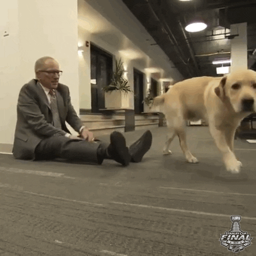 Image result for dog boop gif"