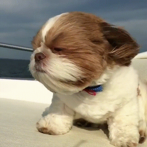 Dog Wind GIF