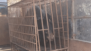 200.gif?cid=fc005b085a3029cc5b59be80cb03e97b87a610b9aeff2231&rid=200.gif&ct=g