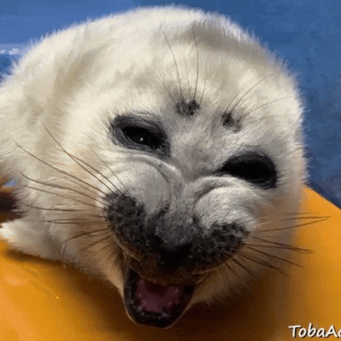 Angry Scream GIF