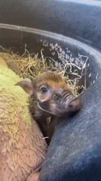 Nashville Zoo Welcomes 'Tot' the Red River Hog Piglet