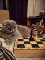 cat checkmate GIF