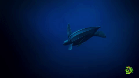 Oceansday Ocean Week Gif By World Ocean Day Find Share On Giphy Oceansday Ocean Week Gif By World Ocean Day Find Share On Giphy