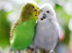 Image result for birds kissing gif