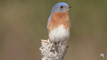 panajan animal bird forest wildlife GIF