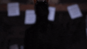 Crypttv Cats GIF by Crypt TV