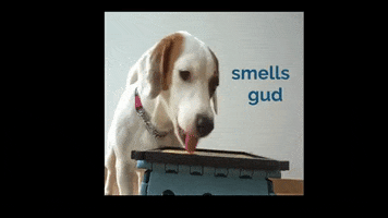 Smells Good Jack Russell GIF by WoofWaggers