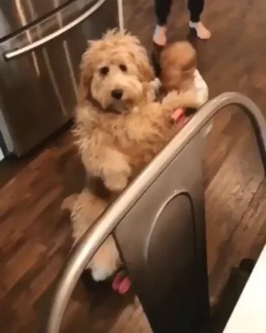 Dog Pushing GIF by MOODMAN