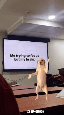 Confused Dog GIF