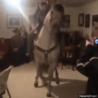 House Party Horse Dude GIF