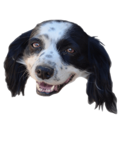 Dog Love Sticker by Buscamos Casita