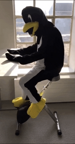 everybodylikespenguins GIF