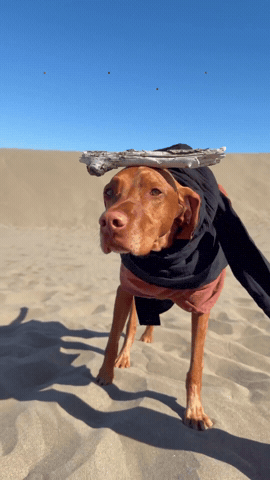 Dune GIF