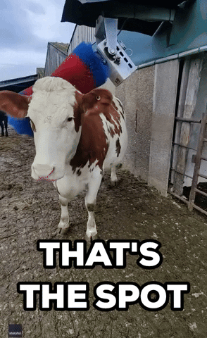 Cow Funny Animals GIF by Storyful