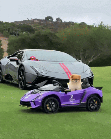 Pomeranian Happy Dog GIF