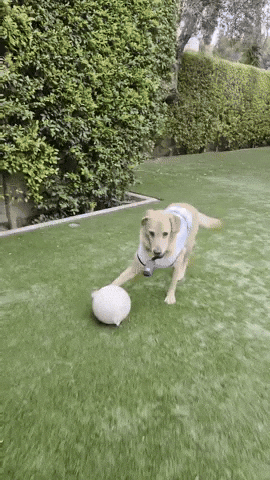 Messi Lola GIF