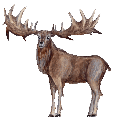 Deer Flora Sticker