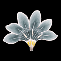 200.gif?cid=fc005b082bf019b775a5b0108911676478ed615d7a9abaef&rid=200.gif&ct=g