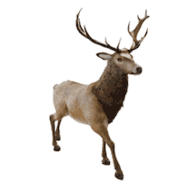 Munich-Gif-King running deer 3ddeer Sticker