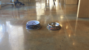 dogs predict the world series GIF by DogVacay