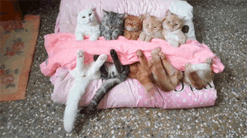 cat duvet day GIF by Digg