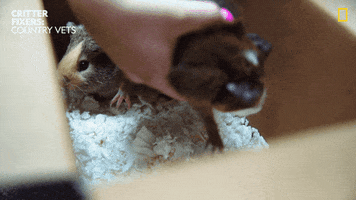 National Geographic Vets GIF by Nat Geo Wild