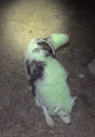 Dog GIF