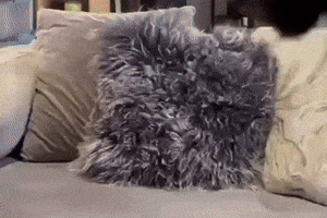 Tea GIF