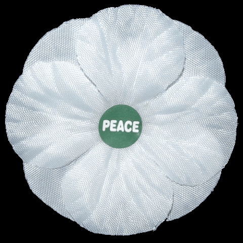 PeacePledgeUnion peace remembrance pacifist white poppy GIF